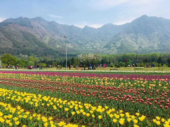 Kashmir Tulip Festival